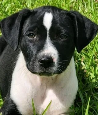 A baby large-sized male Mixed Breed dog named Larry for adoption in Groveland, MA
