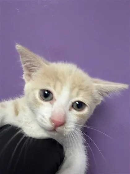 A baby small-sized male Orange / Red Domestic Short Hair cat named 61487469 for adoption in El Paso, TX