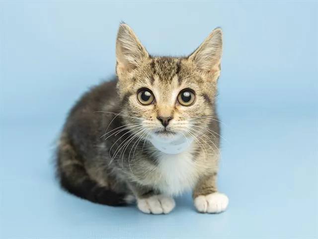 A baby small-sized male Domestic Short Hair cat named Watermelon for adoption in Phoenix, AZ
