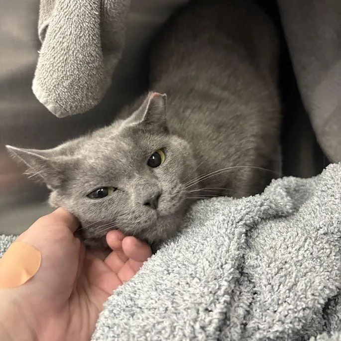 An adult medium-sized female Gray / Blue / Silver Domestic Short Hair cat named Susie Q for adoption in Pittsburgh, PA