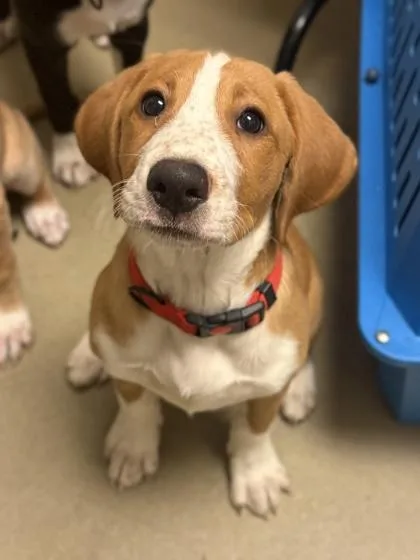 A young small-sized female Hound dog named Yoyo for adoption in King William, VA