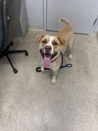 An adult medium-sized male Mixed Breed dog named Banjo for adoption in Lafayette, IN