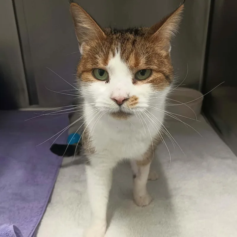 An adult medium-sized female White Domestic Medium Hair cat named Mandy for adoption in Huntington, NY
