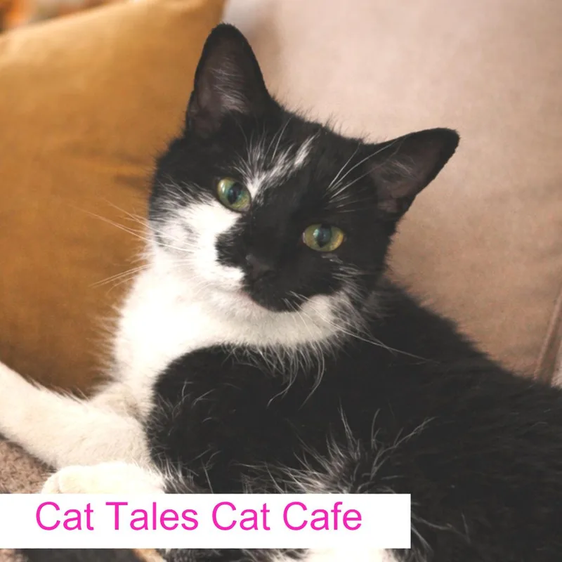 A young medium-sized female White Domestic Short Hair cat named Paprika for adoption in Chapel Hill, NC