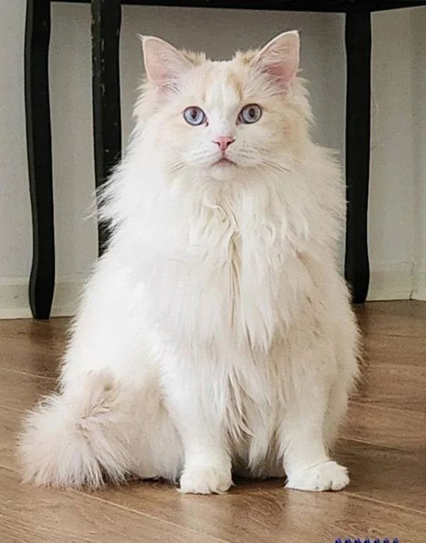 An adult medium-sized female Buff & White Domestic Long Hair cat named Isabella for adoption in Rockaway, NJ