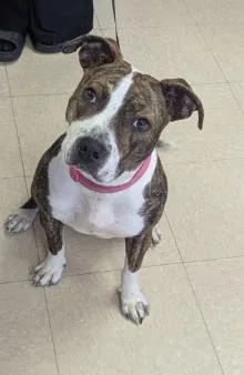 A young medium-sized female Pit Bull Terrier dog named Kazoo for adoption in Killeen, TX