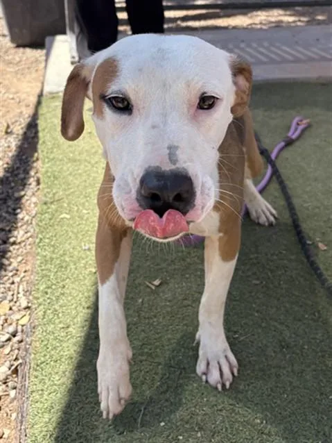 A young large-sized female Pit Bull Terrier dog named Daya for adoption in Phoenix, AZ