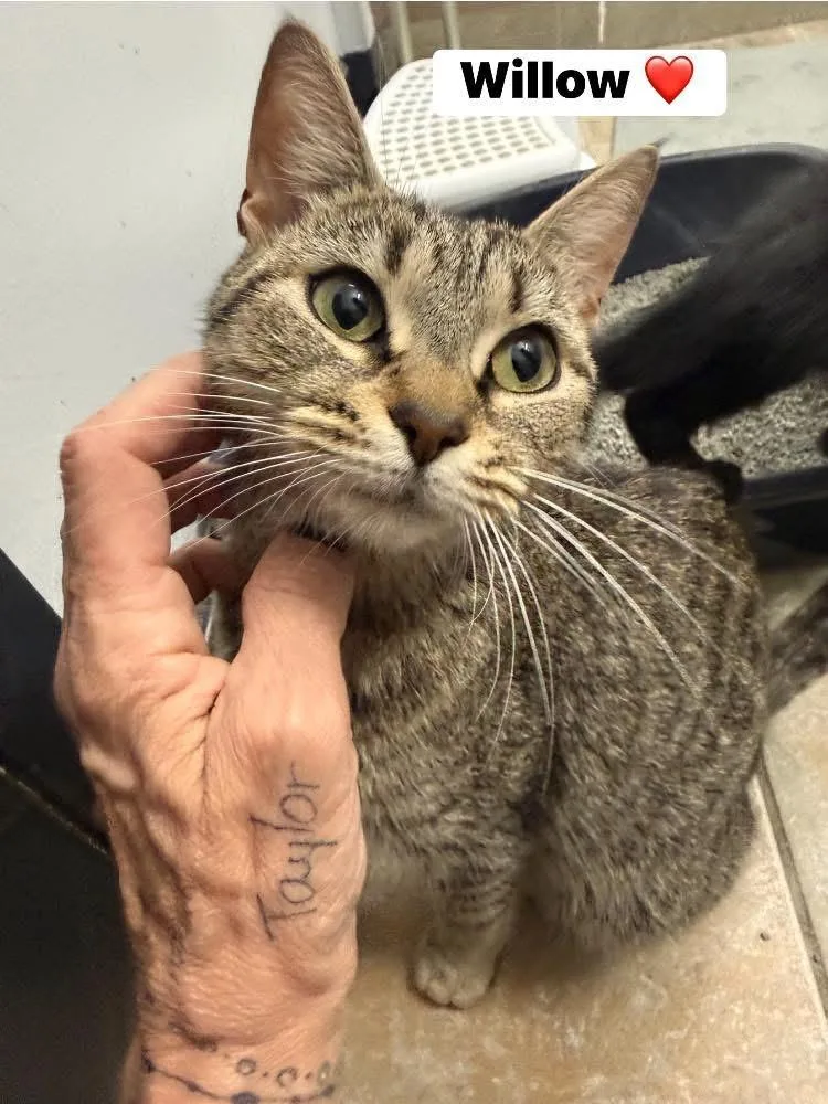 An adult medium-sized female Tabby (Gray / Blue / Silver) Domestic Short Hair cat named Willow for adoption in Turnersville, NJ