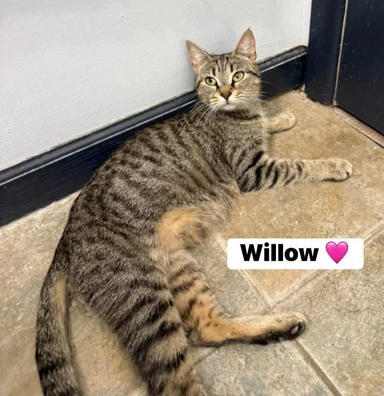 Willow thumbnail 2