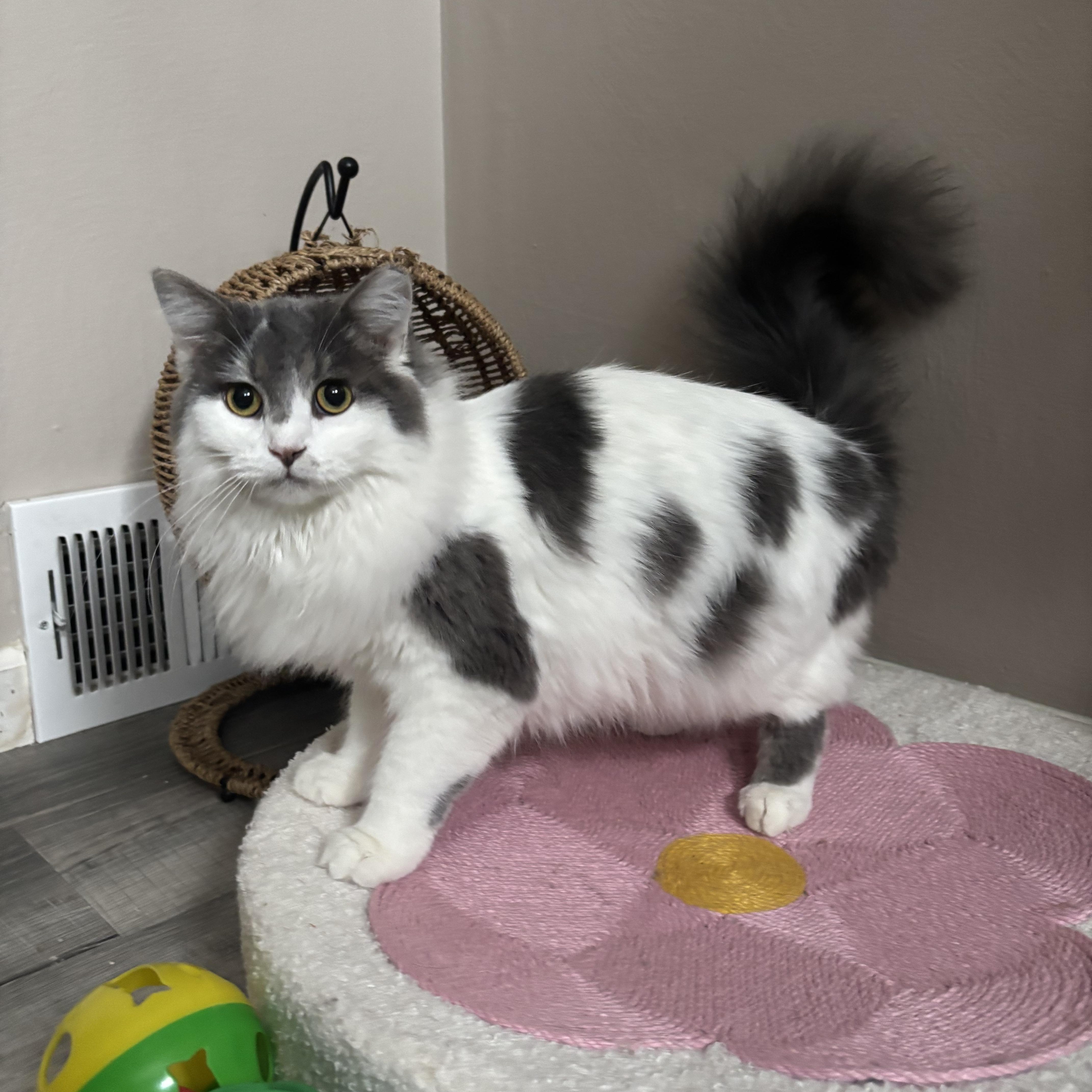 A young medium-sized female Gray & White Domestic Medium Hair cat named Dusty for adoption in Washington, PA