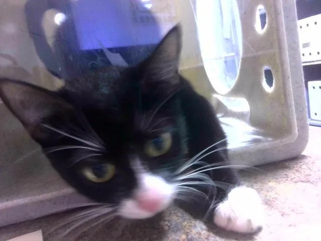 A young medium-sized female Domestic Short Hair cat named Pong for adoption in Tallahassee, FL