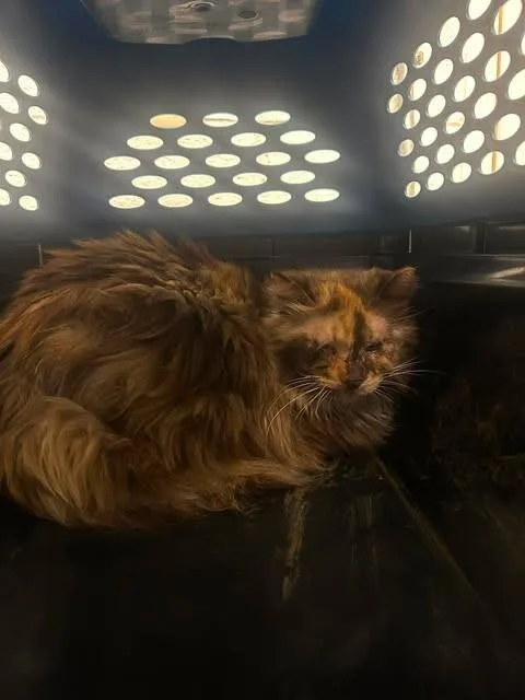 A senior medium-sized female Dilute Calico Domestic Long Hair cat named Callie for adoption in Fruit Heights, UT