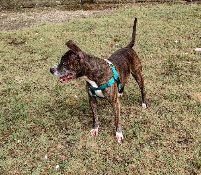 Bisquick thumbnail 2