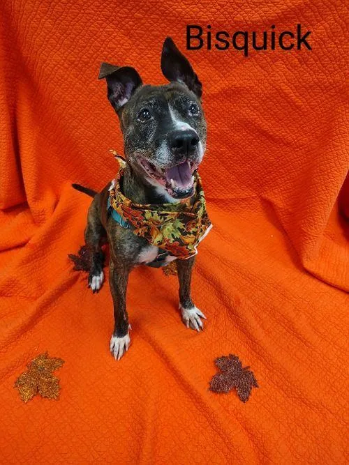 Bisquick thumbnail 4