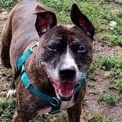 Bisquick thumbnail 6