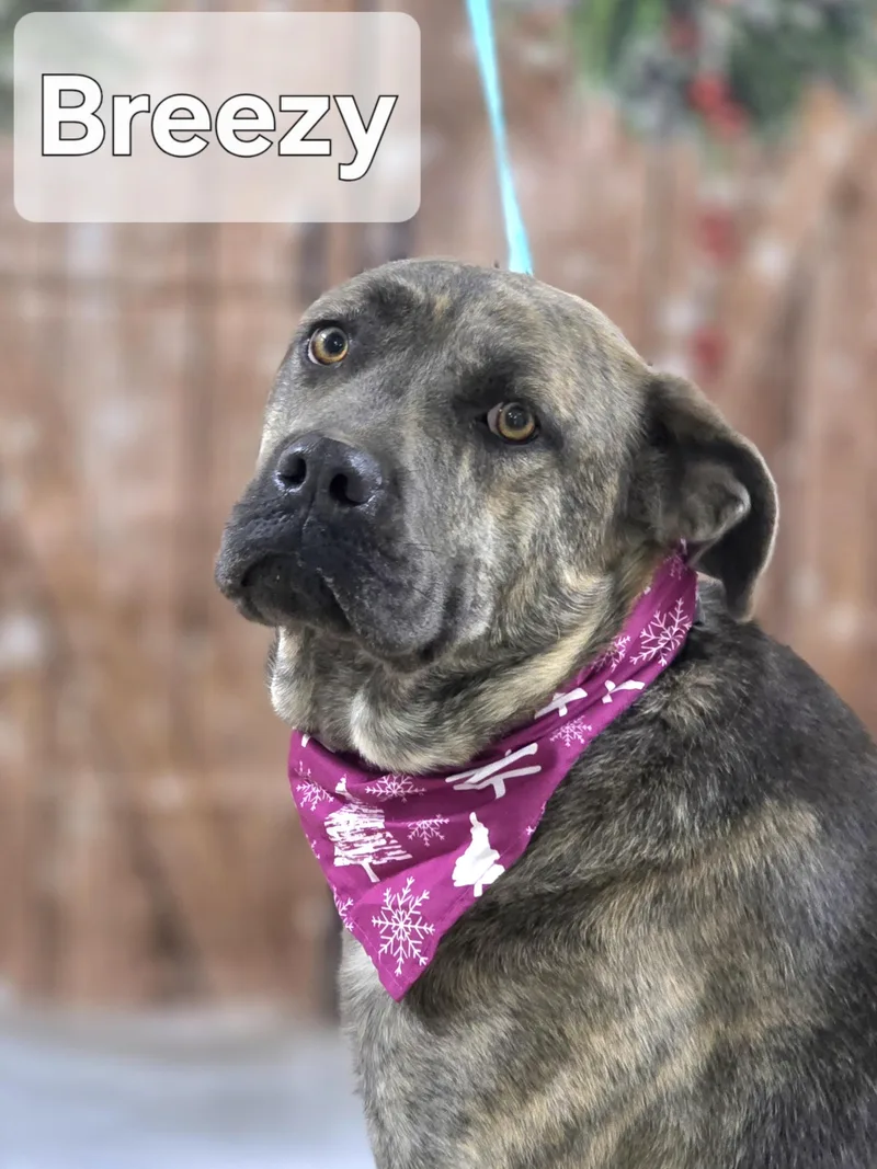 A young large-sized female Brindle Cane Corso dog named Breezy for adoption in Walthill, NE