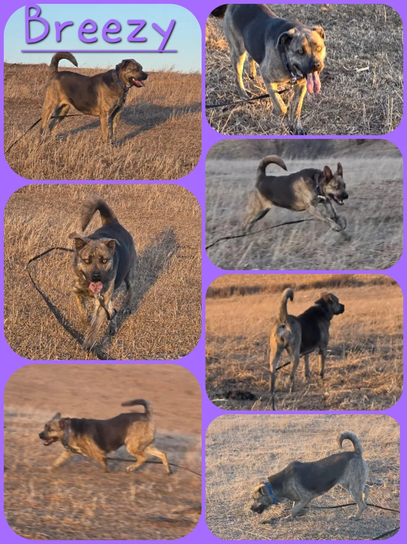 Breezy thumbnail 3