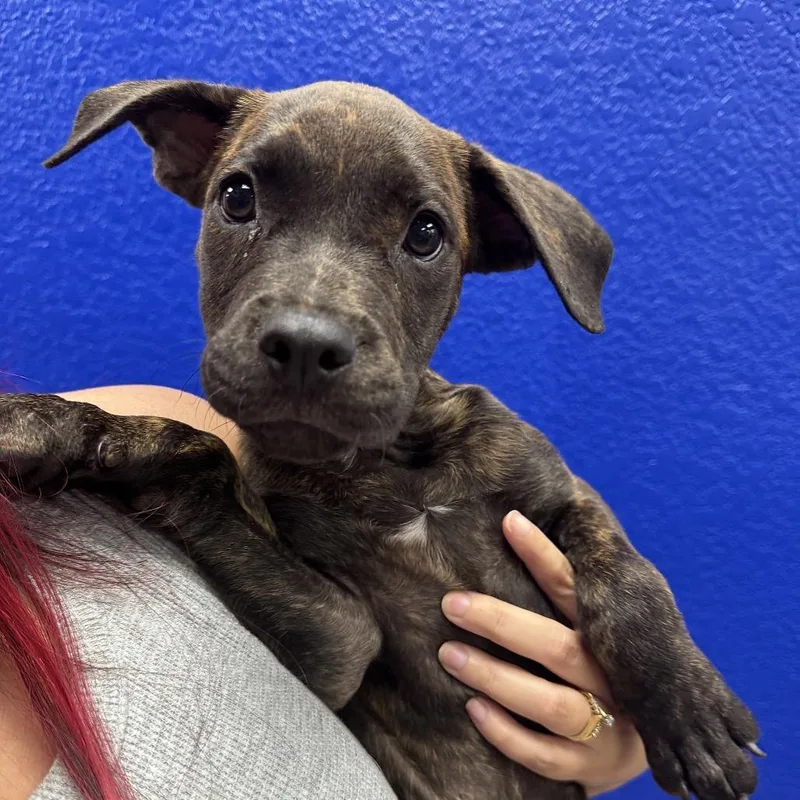 A baby small-sized male Brindle Plott Hound dog named Jerry for adoption in Waco, TX
