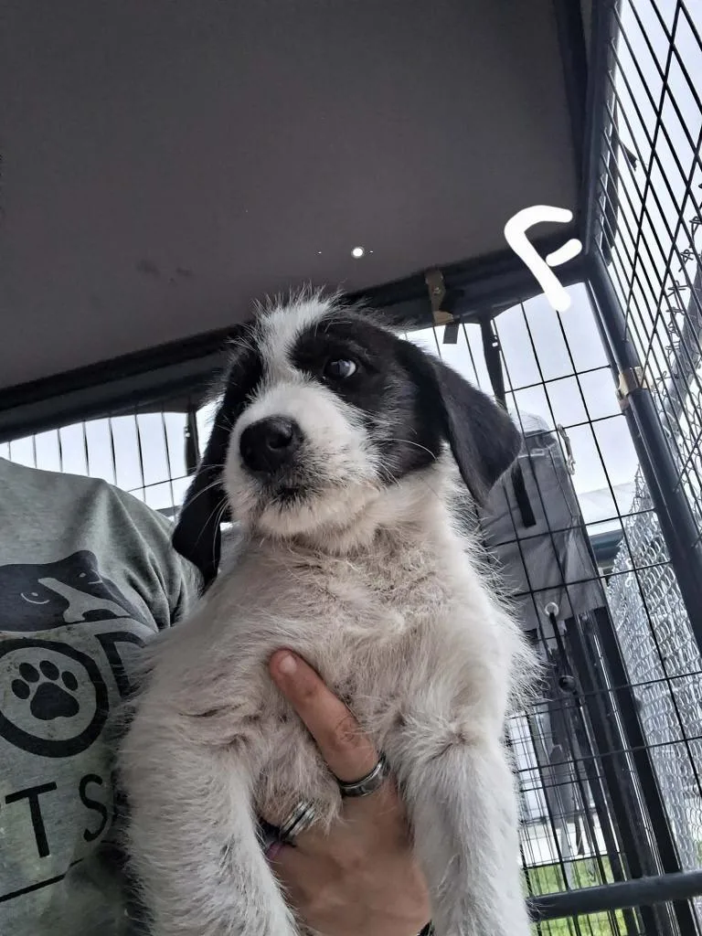 A baby large-sized female Anatolian Shepherd dog named Bultar Swan for adoption in Brownwood, TX
