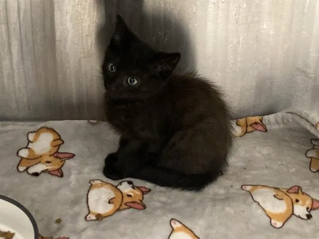 A baby small-sized male Domestic Short Hair cat named Jack for adoption in Tustin, CA