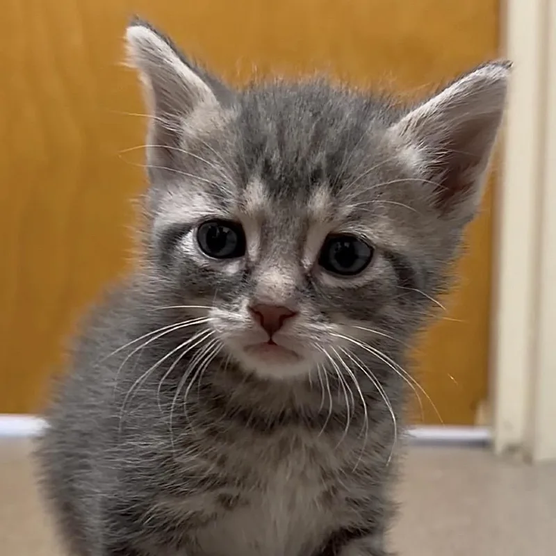 A baby small-sized male Gray / Blue / Silver Domestic Short Hair cat named Quinoa for adoption in Middlebury, VT