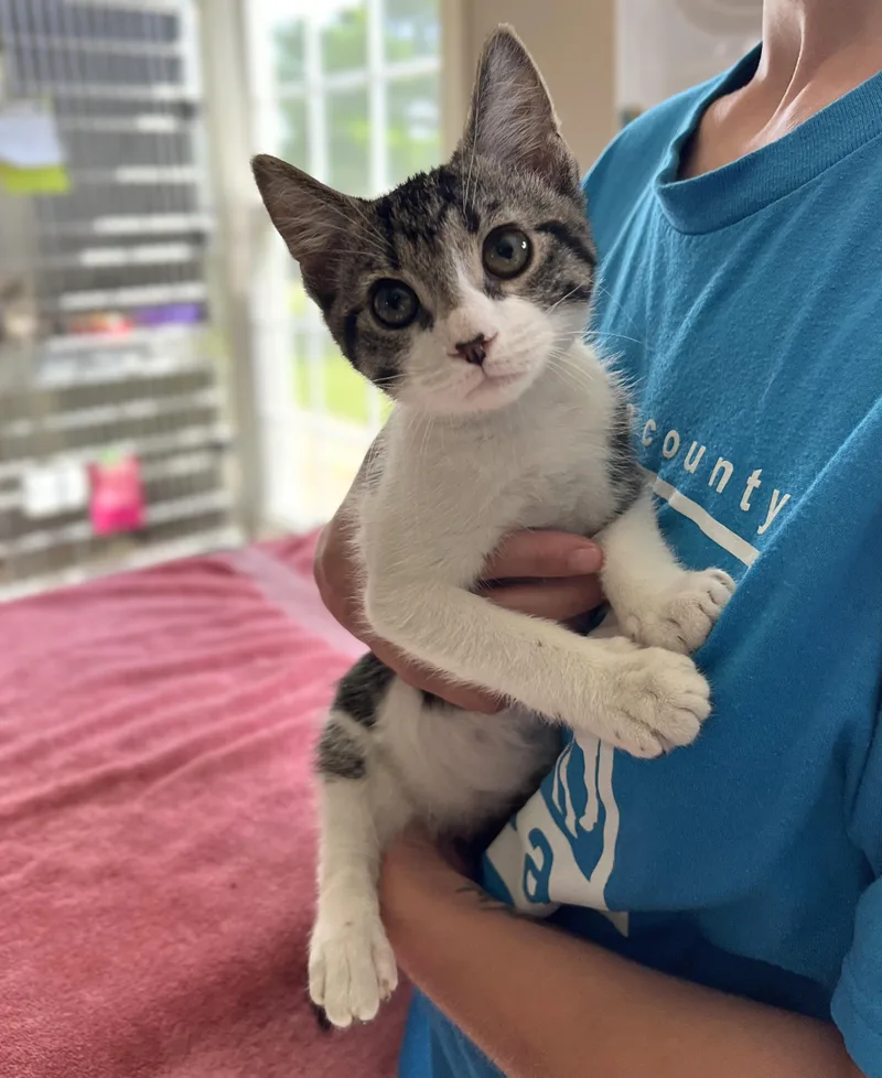 A baby medium-sized male White Domestic Short Hair cat named Muhammad for adoption in Seville, OH