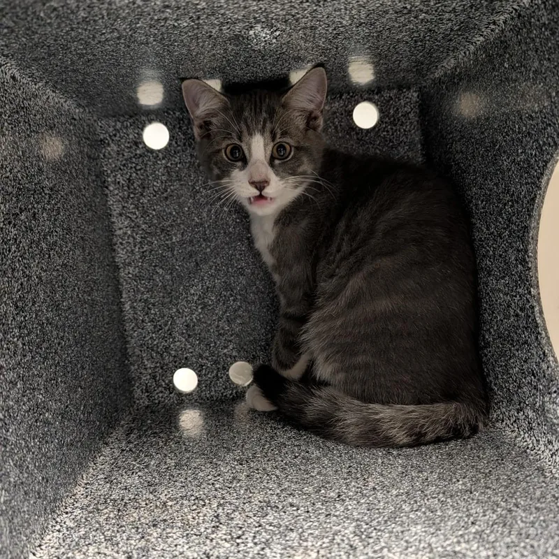 A baby small-sized male Domestic Short Hair cat named Grey Boy for adoption in Greenville, SC