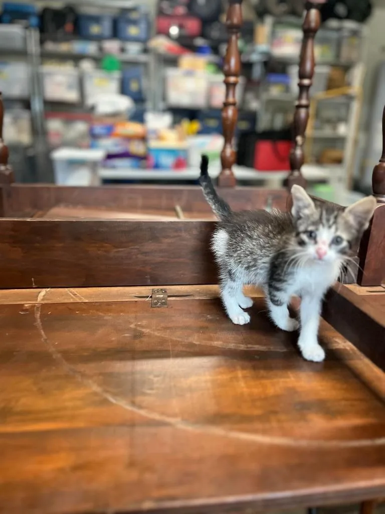 A baby large-sized female Tabby cat named Gator for adoption in Nacogdoches, TX
