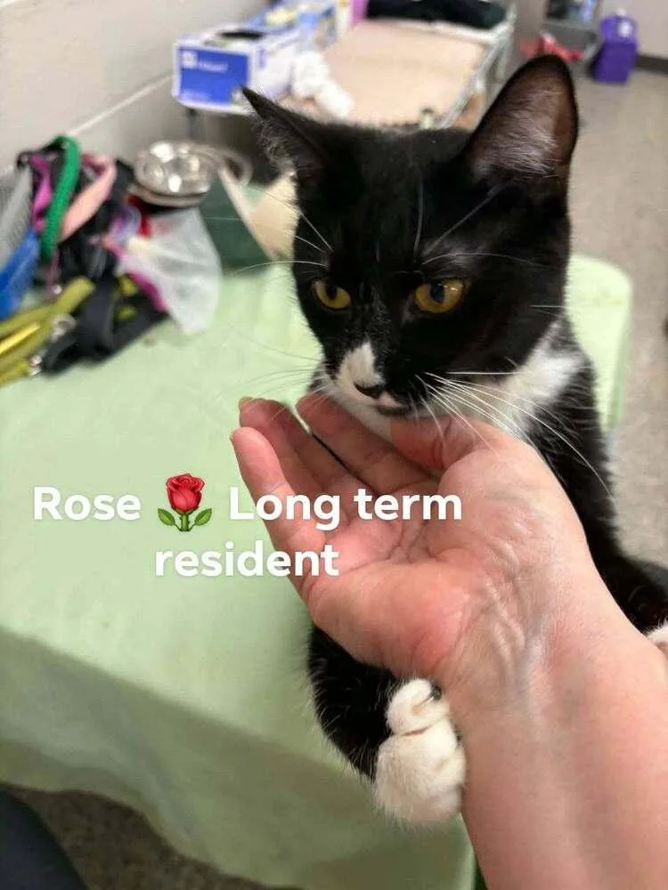 A young medium-sized female Black & White / Tuxedo Domestic Short Hair cat named Rose for adoption in Chicago, IL