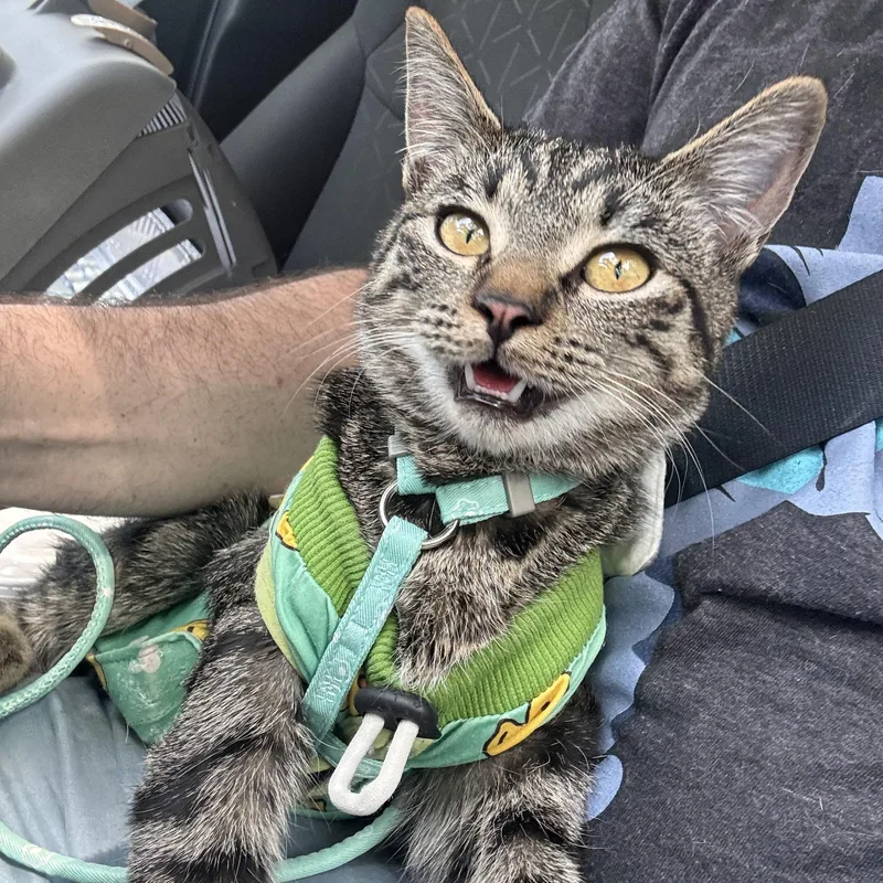 A young medium-sized female Domestic Short Hair cat named Maple for adoption in Penryn, CA