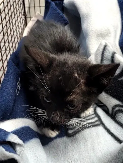 A baby small-sized male Domestic Short Hair cat named Simba for adoption in San Antonio, TX