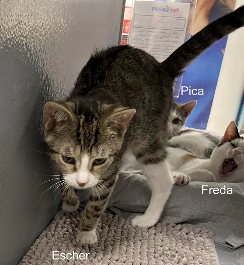 Escherkdc thumbnail 3