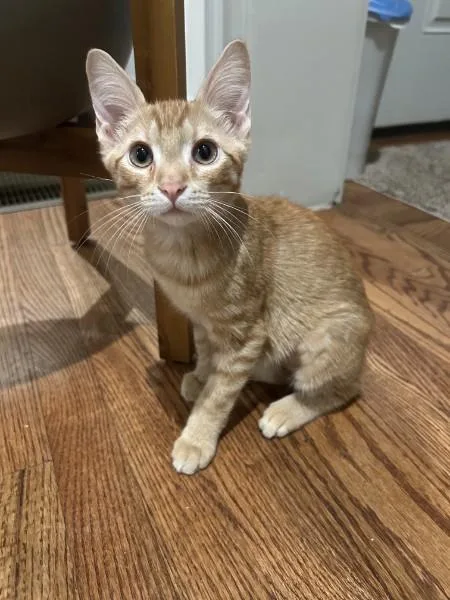 A baby small-sized male Domestic Short Hair cat named Charlie JRy for adoption in Greenville, SC
