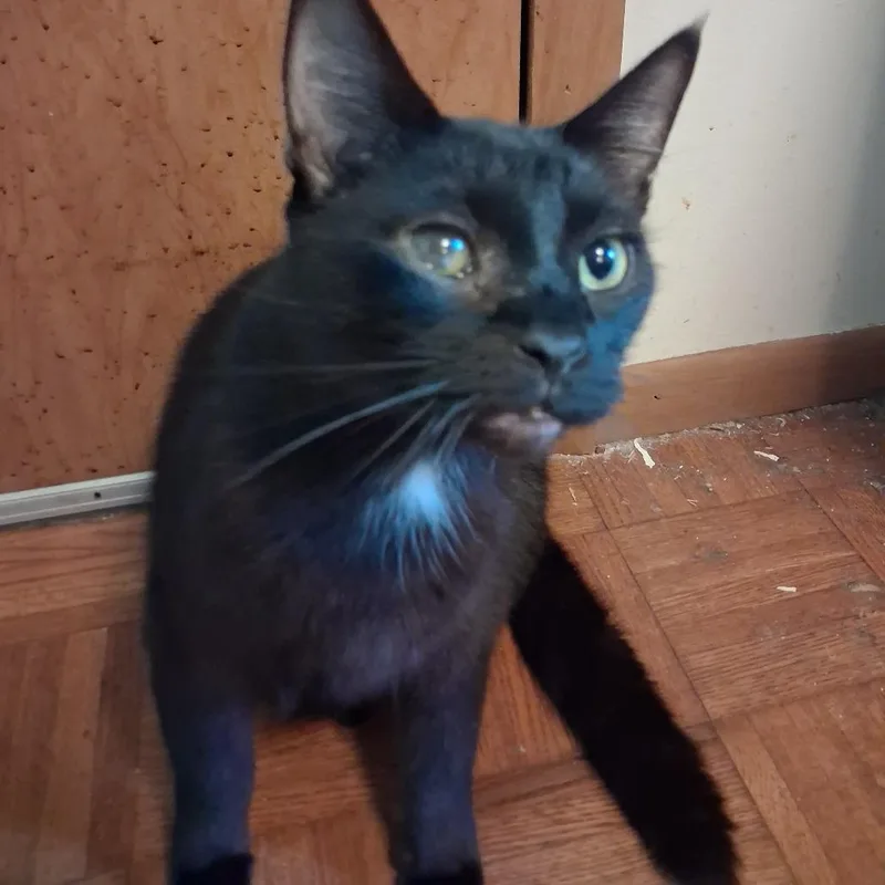 An adult small-sized male Black Domestic Short Hair cat named Draco for adoption in Huntington, WV