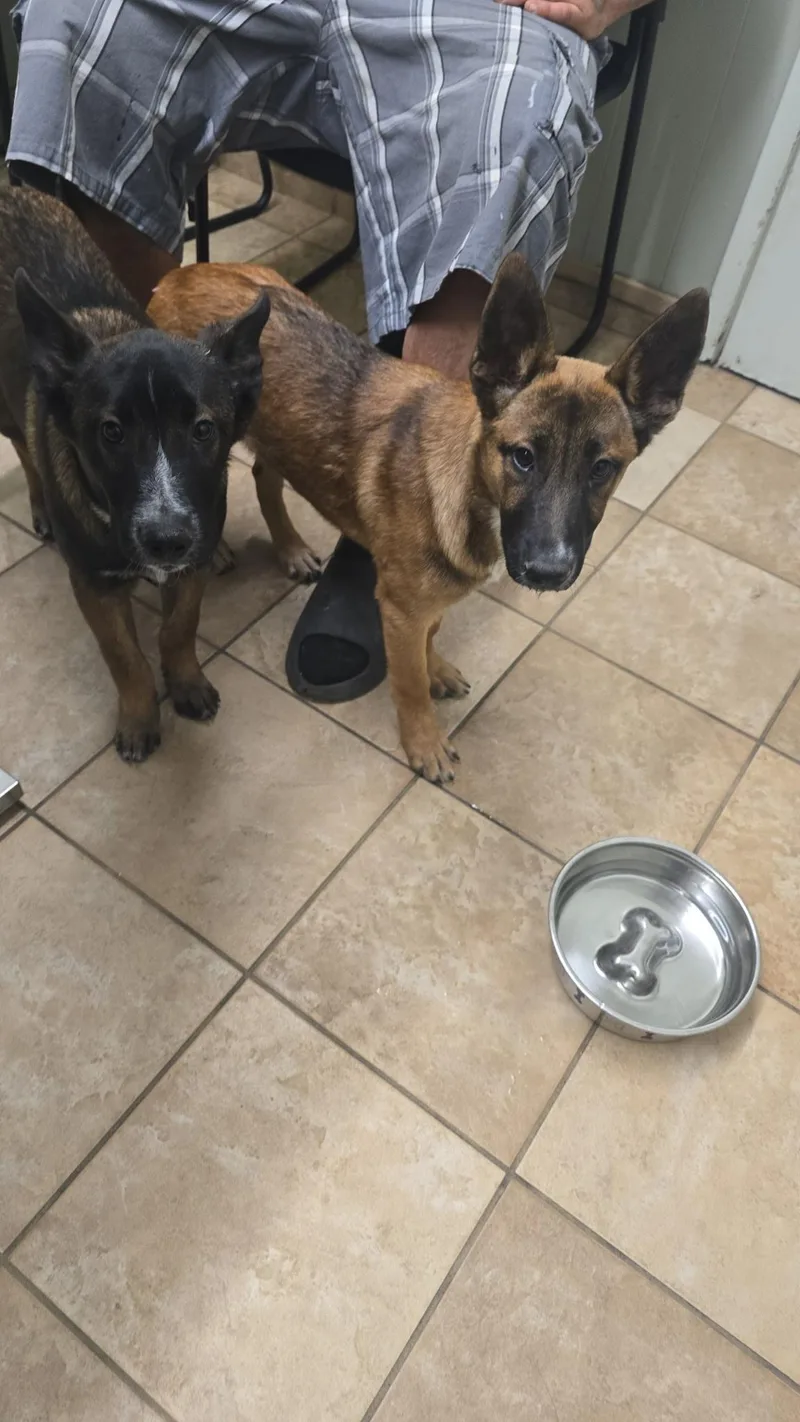 A baby large-sized male Belgian Shepherd / Malinois dog named Arlo for adoption in Duxbury, MA