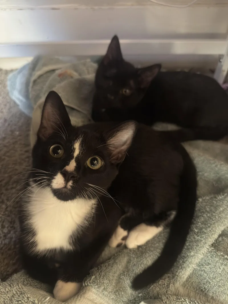 A baby large-sized male Black & White / Tuxedo Domestic Short Hair cat named Taz for adoption in Columbus, OH