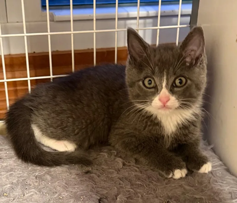A baby small-sized female Domestic Short Hair cat named Fula for adoption in Ewing, NJ