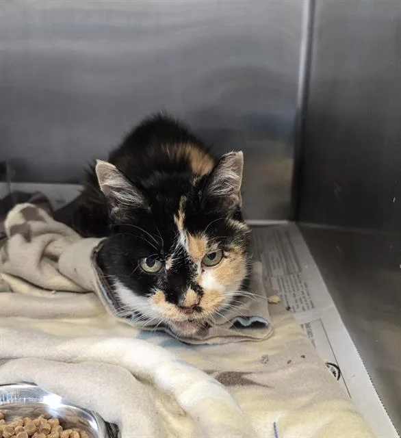 An adult small-sized female Domestic Short Hair cat named Ursula for adoption in San Antonio, TX