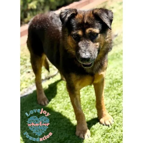 An adult medium-sized male Black Shepherd dog named Guinness HB for adoption in Inglewood, CA
