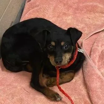 A baby small-sized male Black Chihuahua dog named Creature for adoption in Tacoma, WA