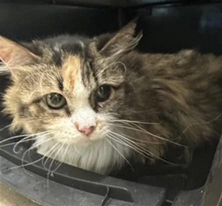 A senior medium-sized female Domestic Long Hair cat named Fuzzy for adoption in Derwood, MD