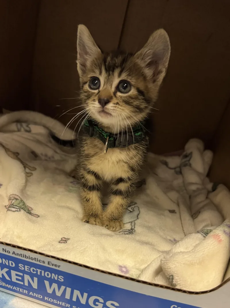 A young medium-sized female Tabby (Brown / Chocolate) Domestic Short Hair cat named Remi for adoption in Helendale, CA