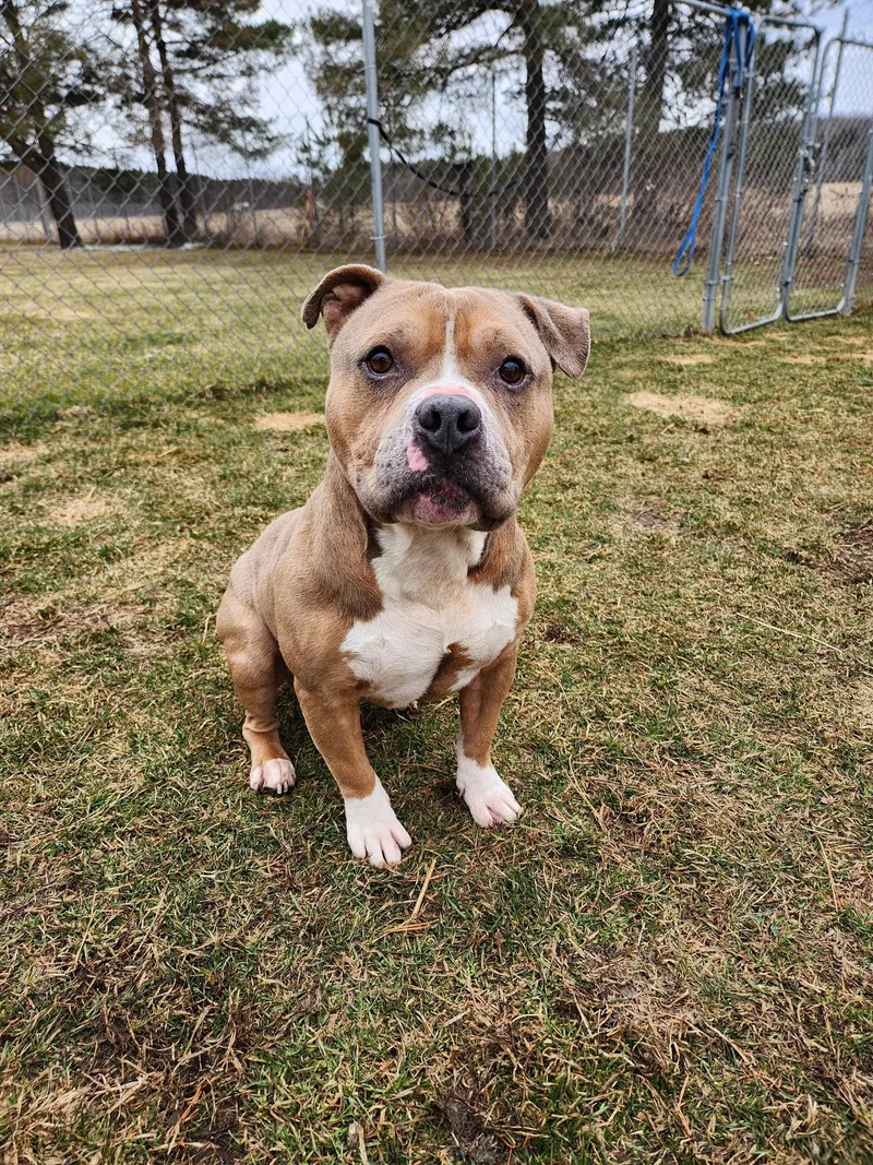 An adult medium-sized male American Bully dog named Beefy for adoption in Caro, MI