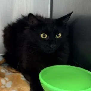 A young medium-sized female Domestic Long Hair cat named Deer for adoption in Horn Lake, MS