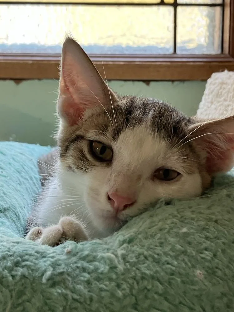 Skittles Doright Jones thumbnail 2