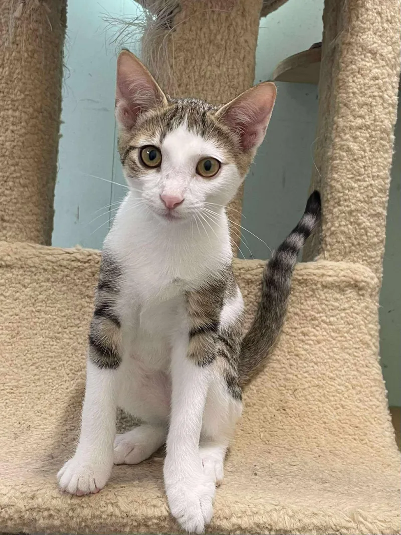 Skittles Doright Jones thumbnail 3