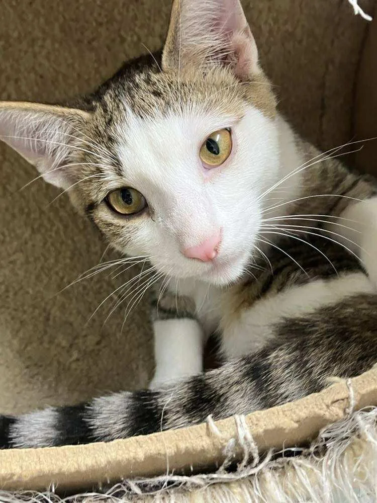 Skittles Doright Jones thumbnail 4