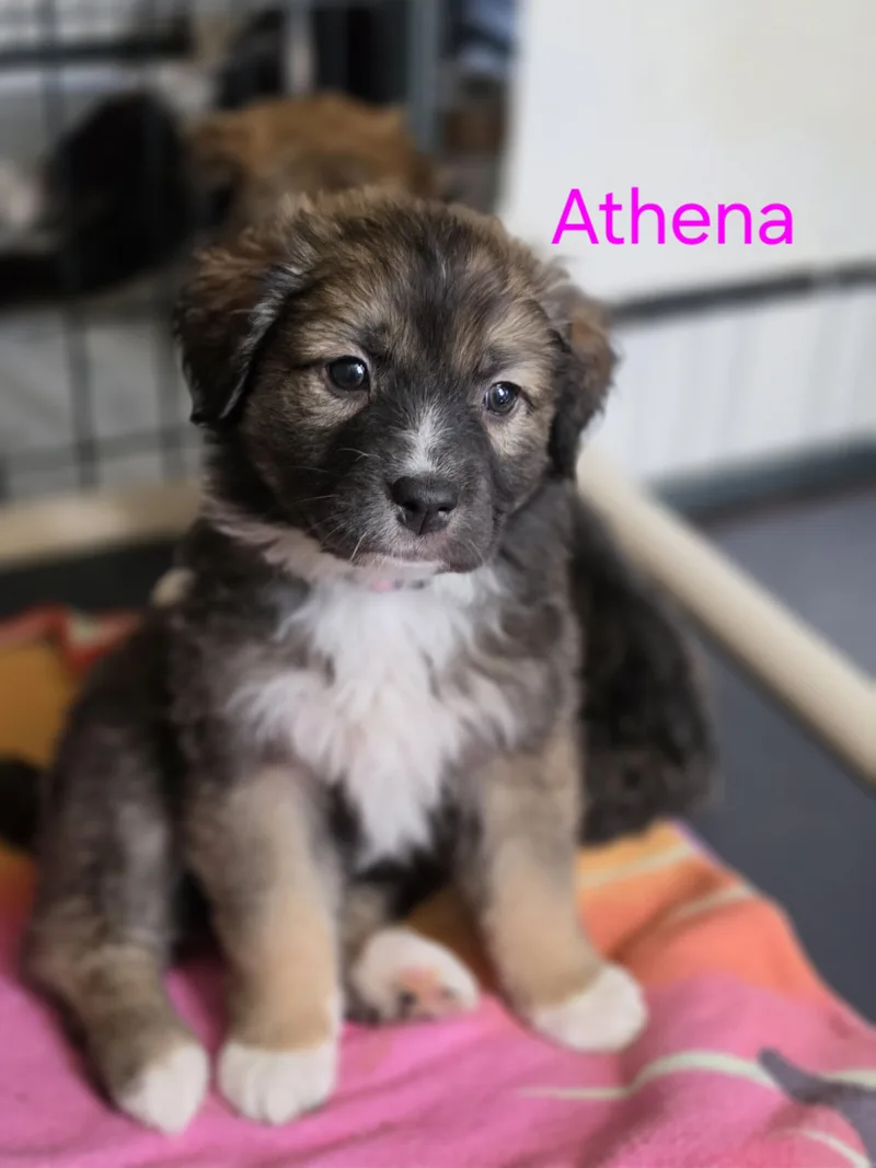 Athena thumbnail 2