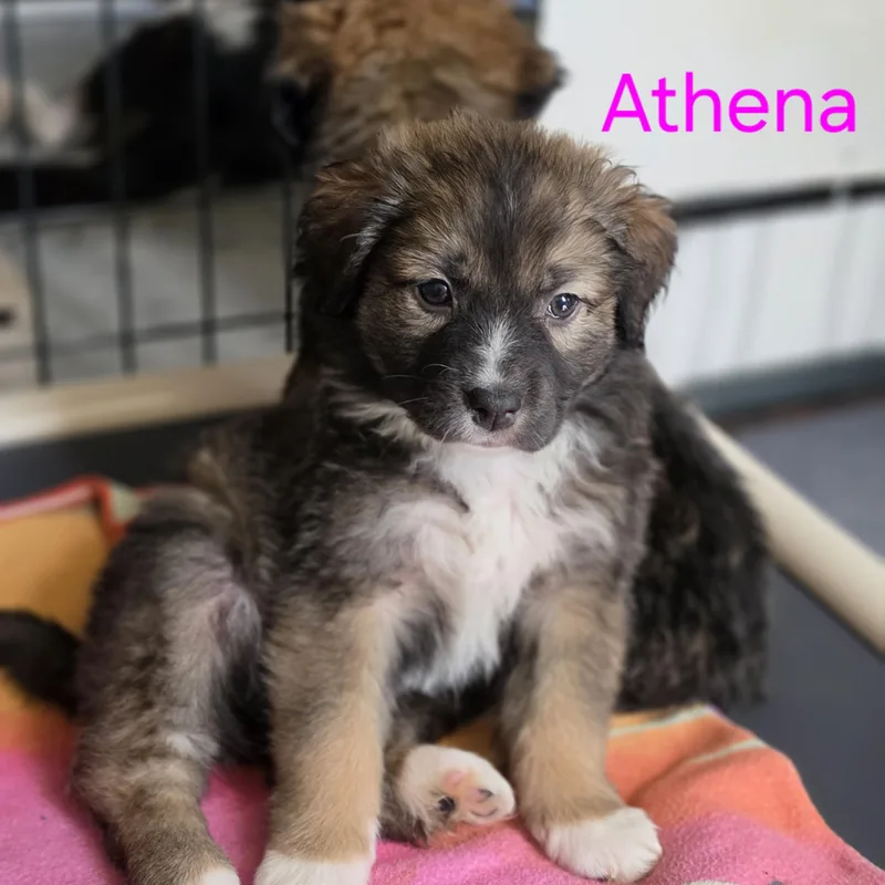 A baby large-sized female Brown / Chocolate Great Pyrenees dog named Athena for adoption in Blairstown, NJ