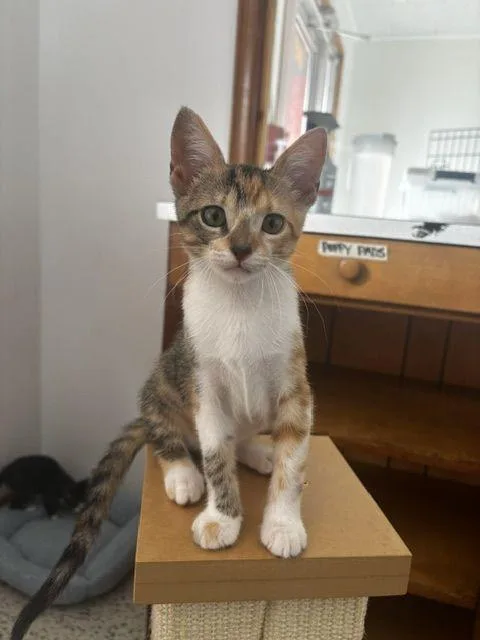 A baby medium-sized female Dilute Calico Calico cat named Gypsy for adoption in Lafayette, LA